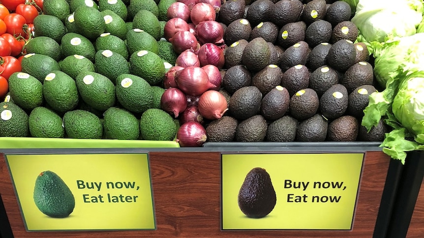 A shelf with green avocados on the left and dark brown avocados on the right separated by red onions.