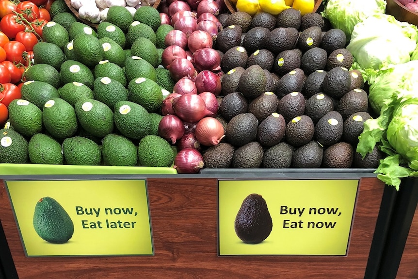A shelf with green avocados on the left and dark brown avocados on the right separated by red onions.