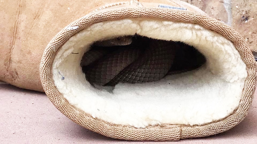 Snake in an ugg boot at Moana