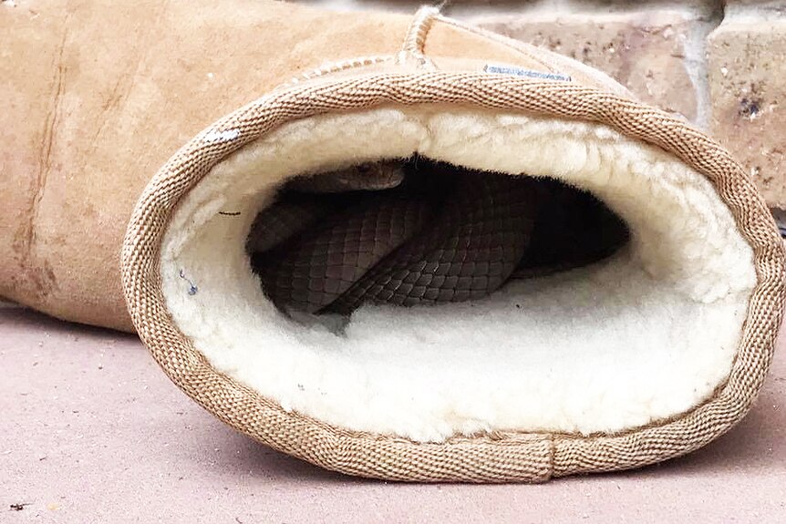 Snake in an ugg boot at Moana
