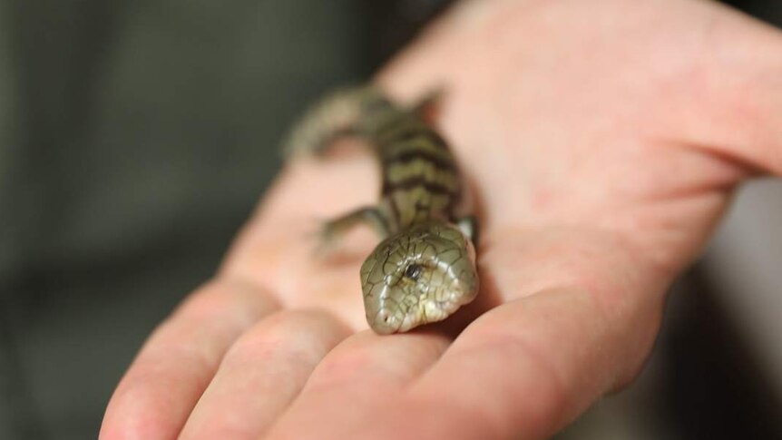 blue-tongue lizard handed to reptile - ABC News