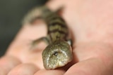 A rare blue tongue lizard with two heads.