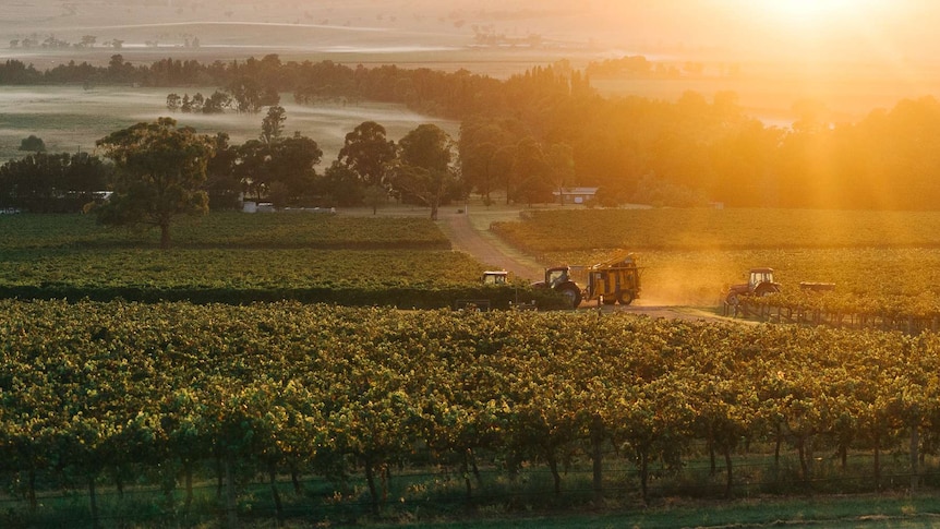 Three tractors driving in between rows of vineyards with sun rising in background.