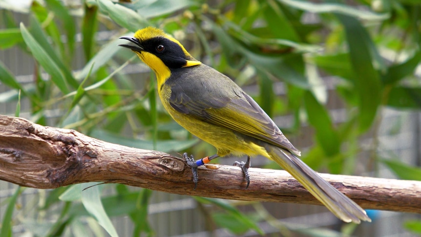 A helmeted honeyeater with leg bands in captivity