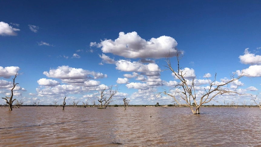 A lake with dirty brown water and dead trees standing in it against a blue sky