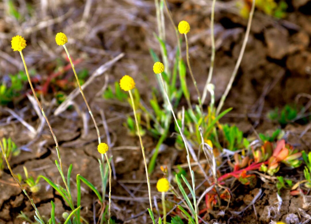 Australian outback in full bloom with best wildflower display in 30