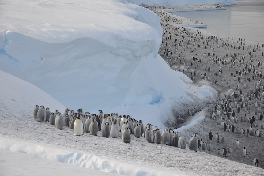 Hundreds of emperor penguins are seen standing on a snowy landscape.