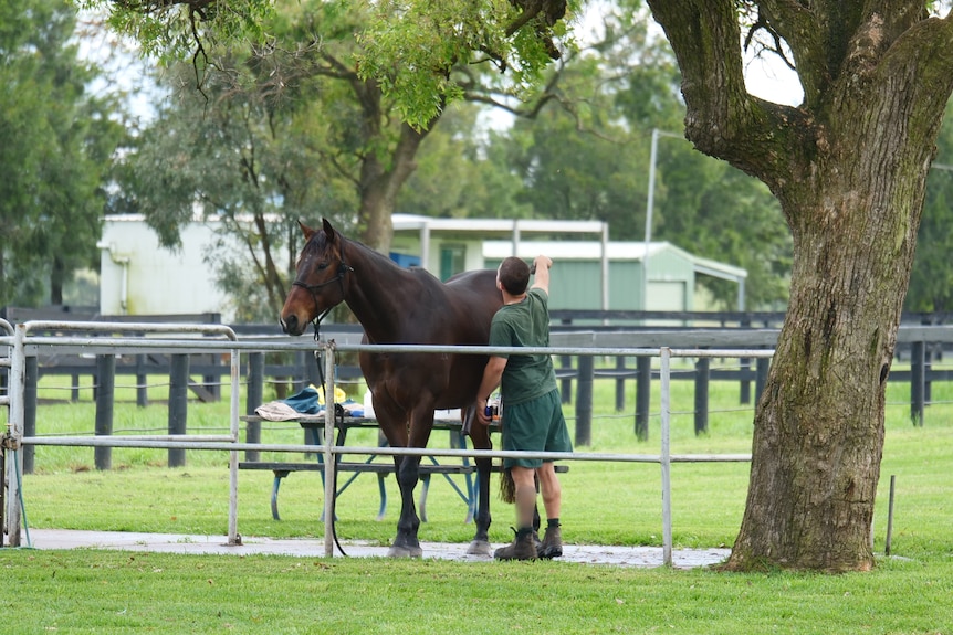 A man uses a hose to wash a horse in a green paddock next to a tree