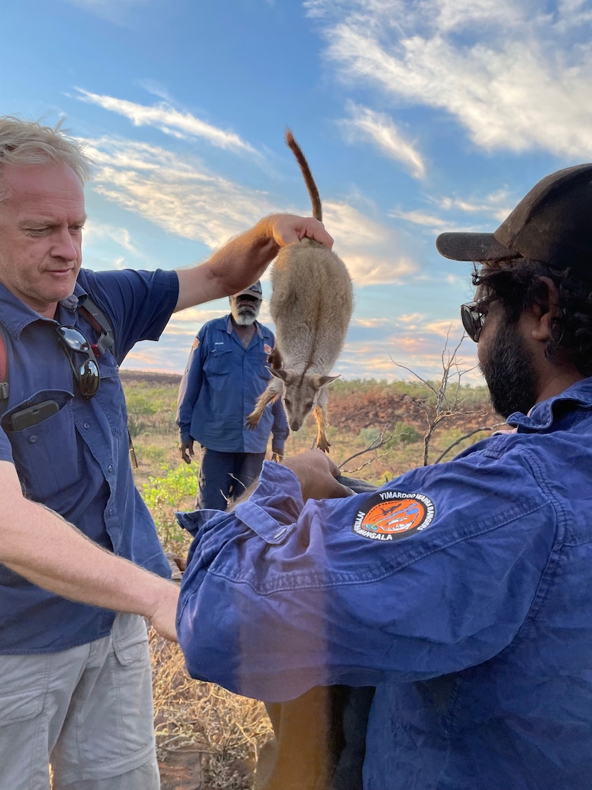 A man puts a wallaby inside a bag. 