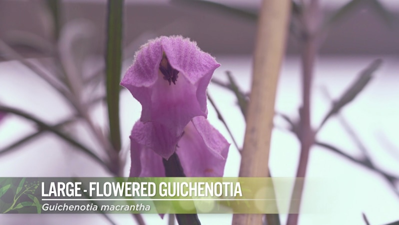 Large Flowered Guichenotia Image