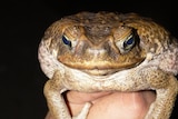 A large cane toad held in someone's hand