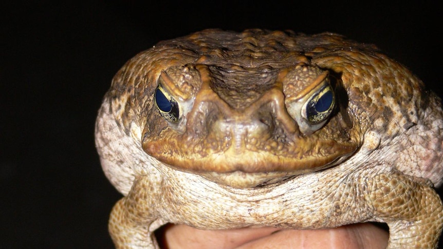 A large cane toad held in someone's hand