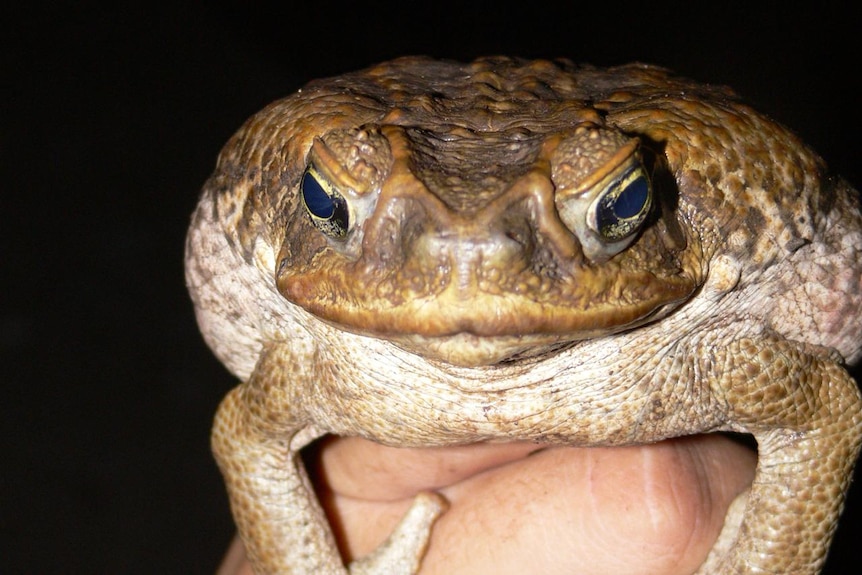 A large cane toad held in someone's hand