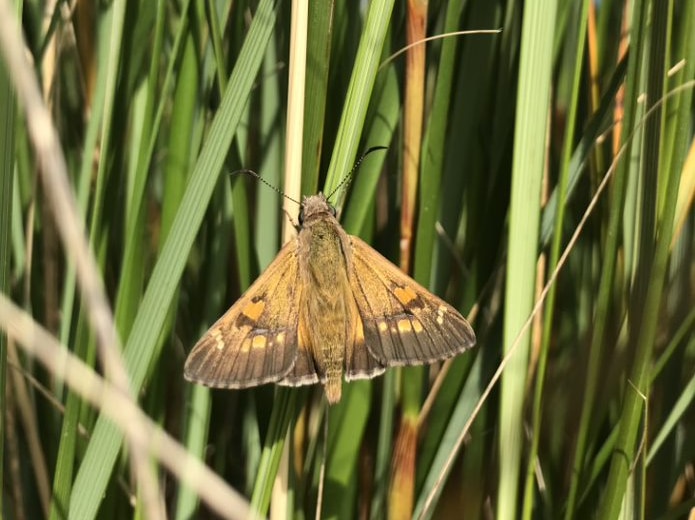 A butterfly on a plant.