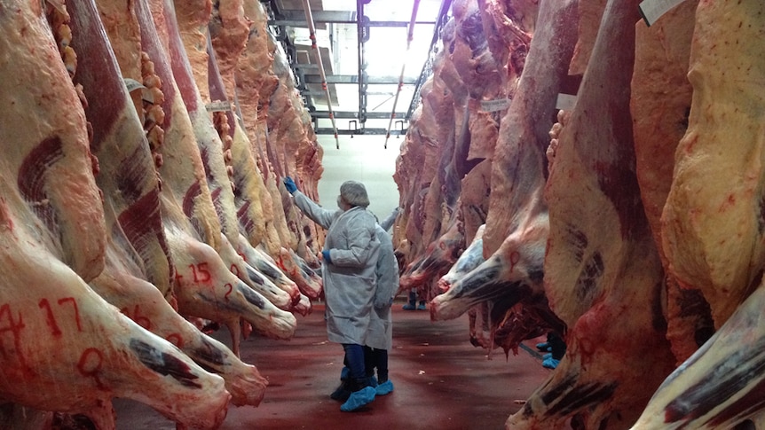 Beef carcasses hanging in a chill room at Wingham Beef Exports facility.