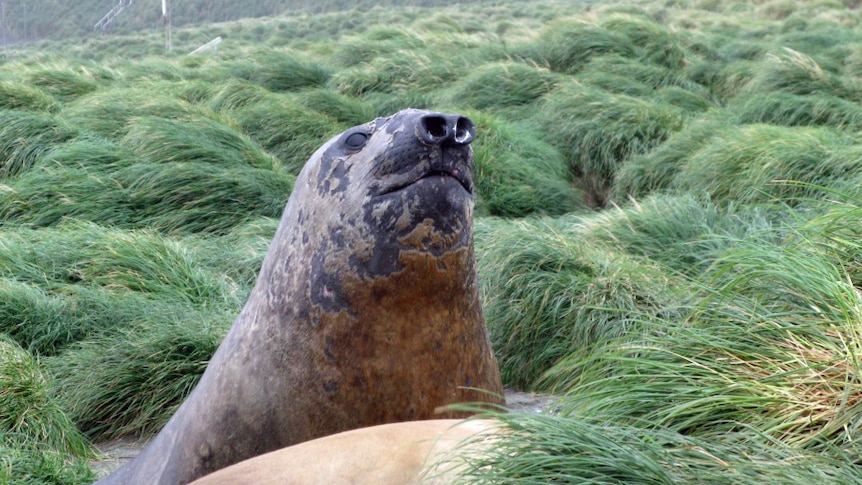 Elephant seal on Macquarie Island, south of Tasmania