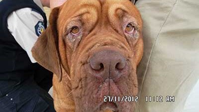 RSPCA officers look after French mastiff Jazz who was mistreated at a house in the Perth suburb of Willagee, 2012