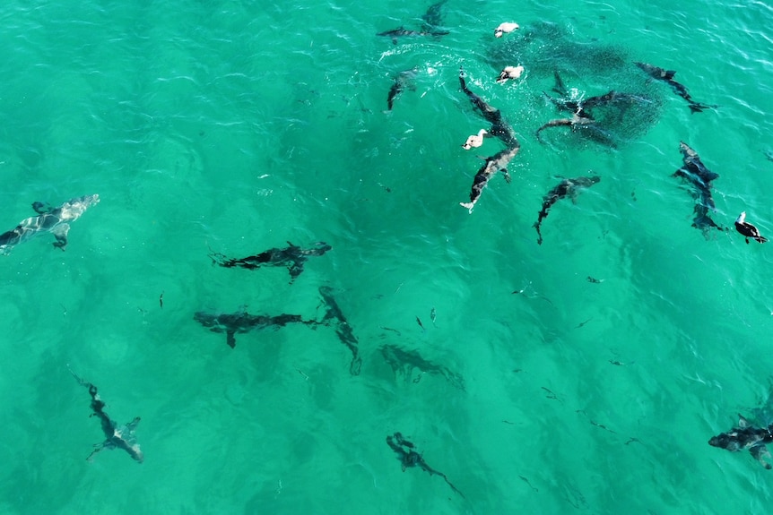 An aerial photo of sharks swimming