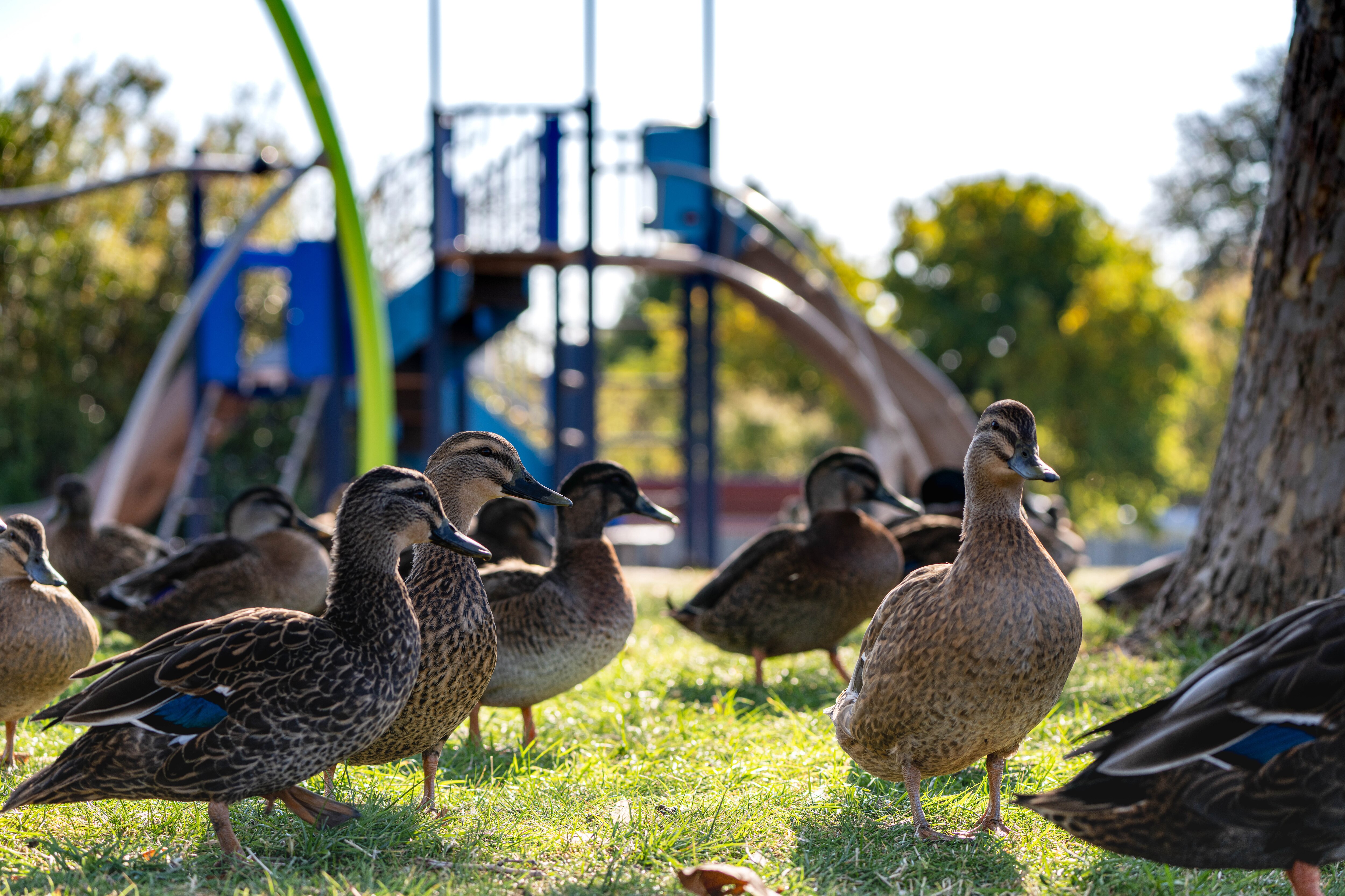 Ducks