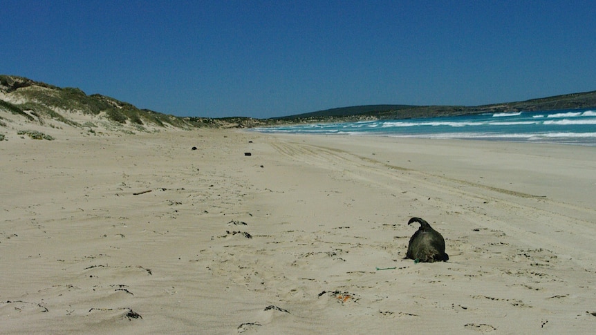 More than 50 New Zealand fur seals were found dead along beaches on the Eyre Peninsula, January 15 2012