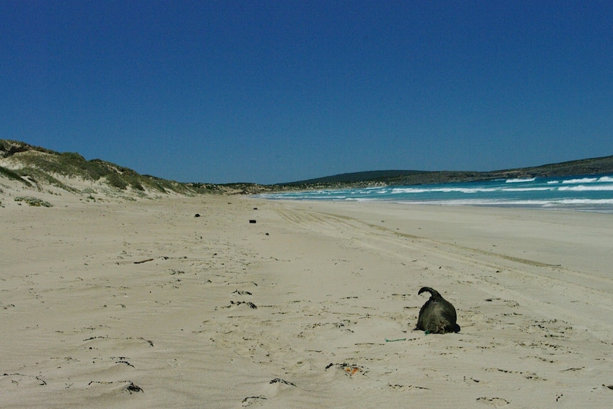 More than 50 New Zealand fur seals were found dead along beaches on the Eyre Peninsula, January 15 2012