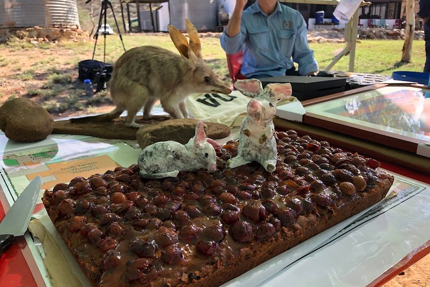 A bilby cake in Alice Springs.