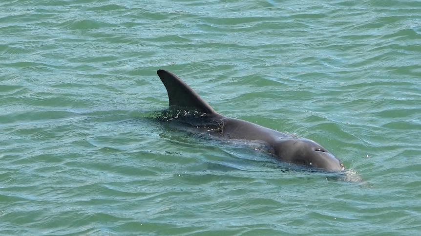 A dolphin half submerged in the water