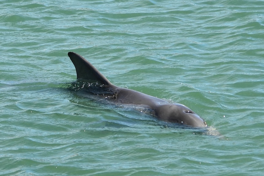 A dolphin half submerged in the water