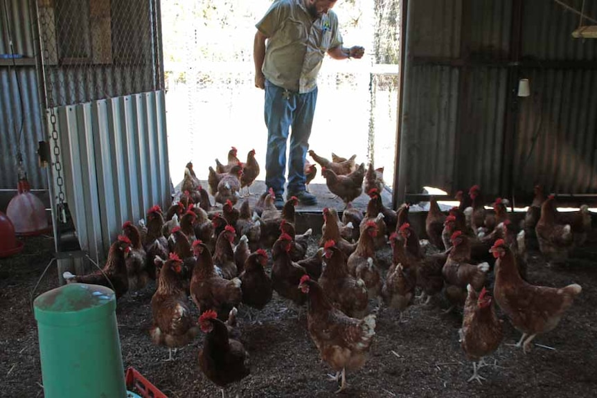 Man in the background doorway surrounded by hens