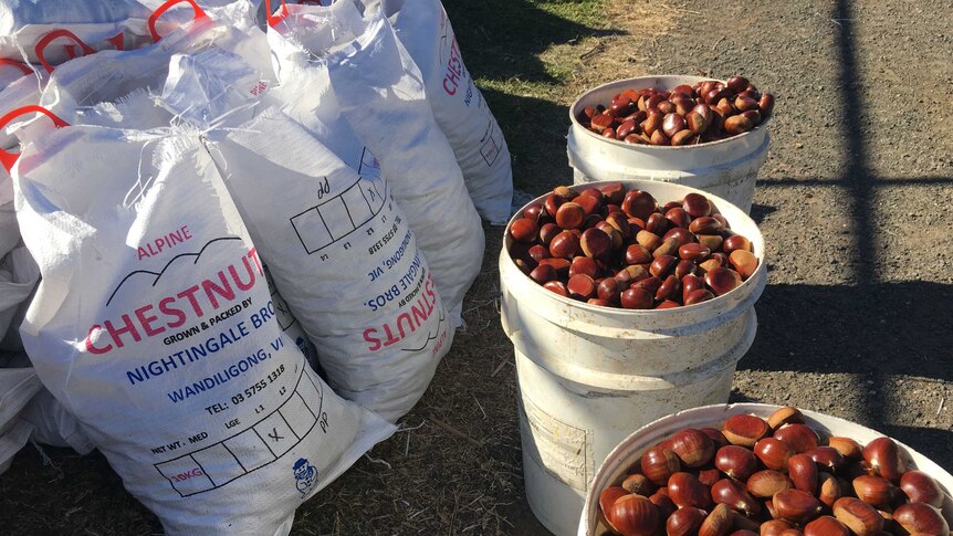 Raw chestnuts sit in barrels and hessian bags, ready to be roasted in the fire