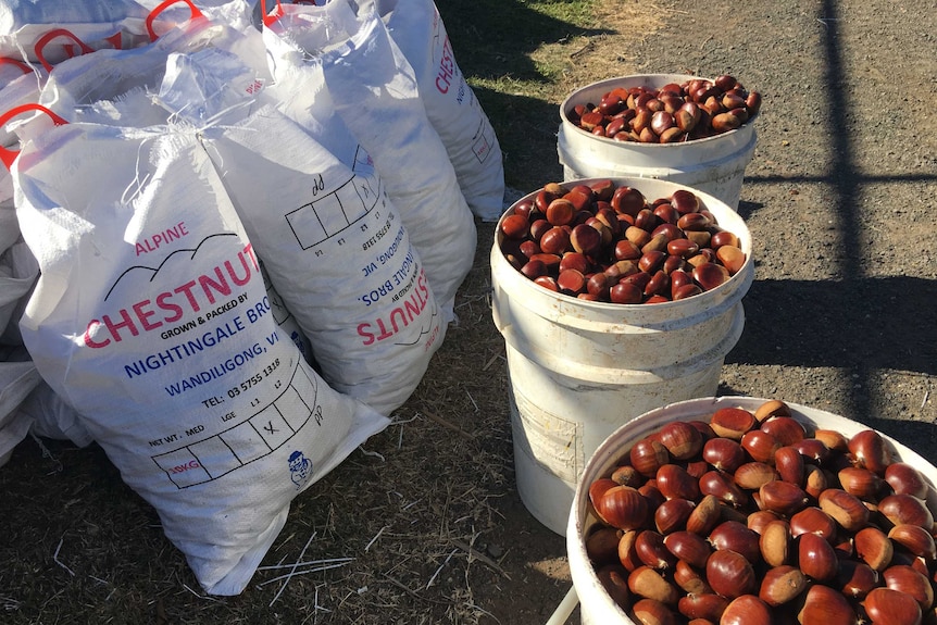 Raw chestnuts sit in barrels and hessian bags, ready to be roasted in the fire