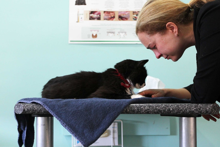 Upset woman with cat in vet clinic