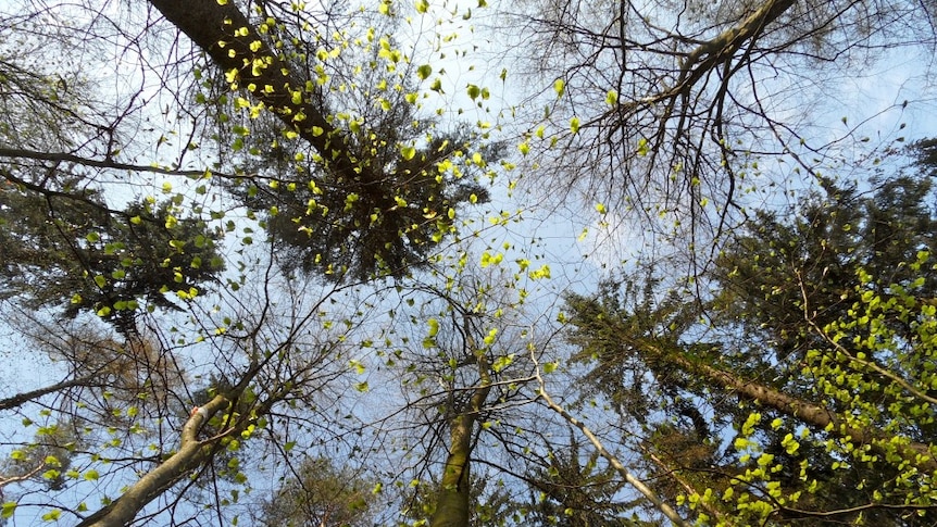 A picture of European beech trees, some of which have leaves emerged, looking upwards from the ground to the tree tops