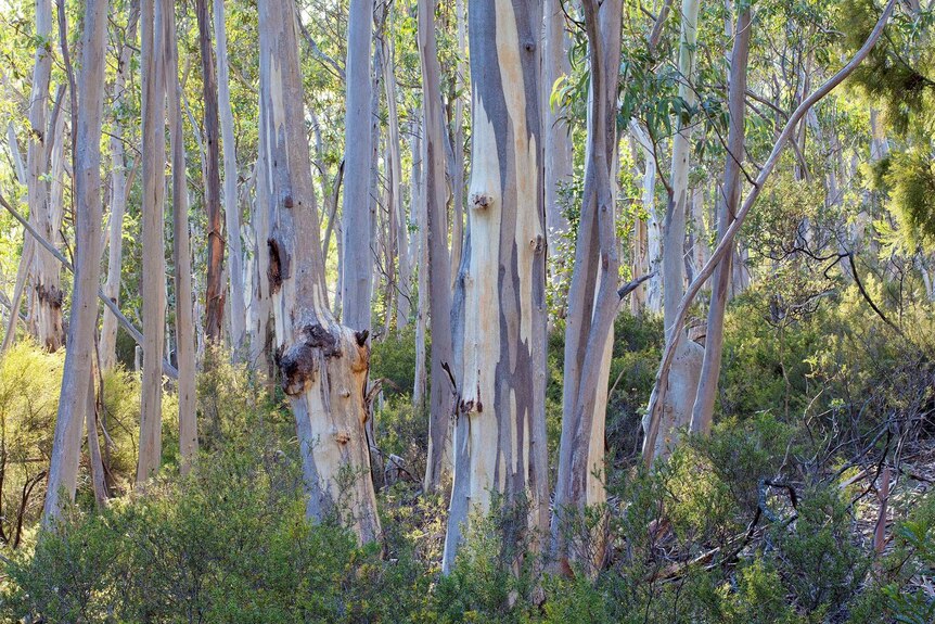 A stand of silver peppermint trees (eucalyptus tenuiramis) near Hobart.