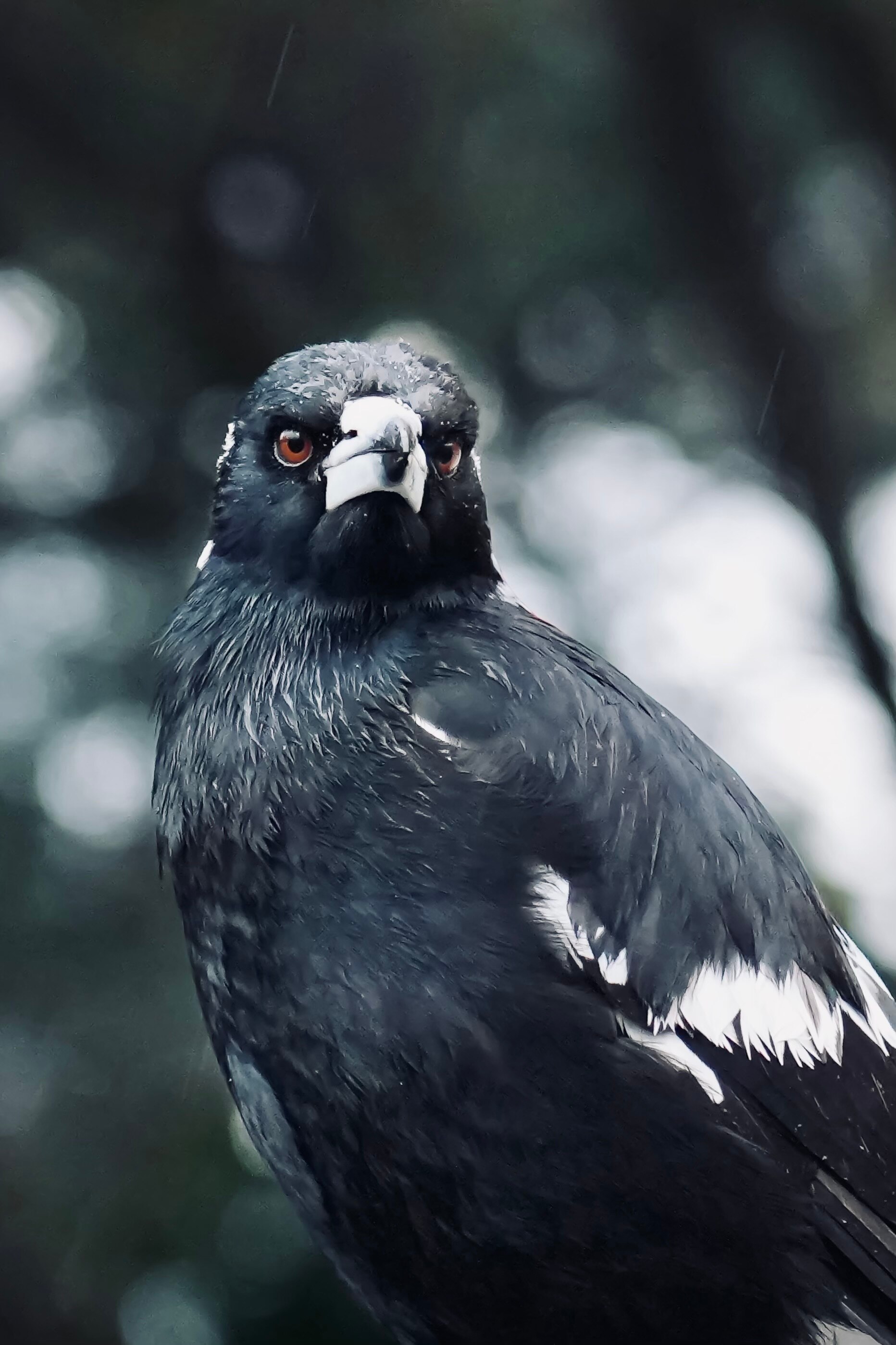 A magpie looks into the distance, with a serious and focused expression.