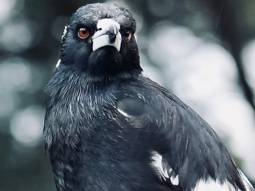 A magpie looks into the distance, with a serious and focused expression.