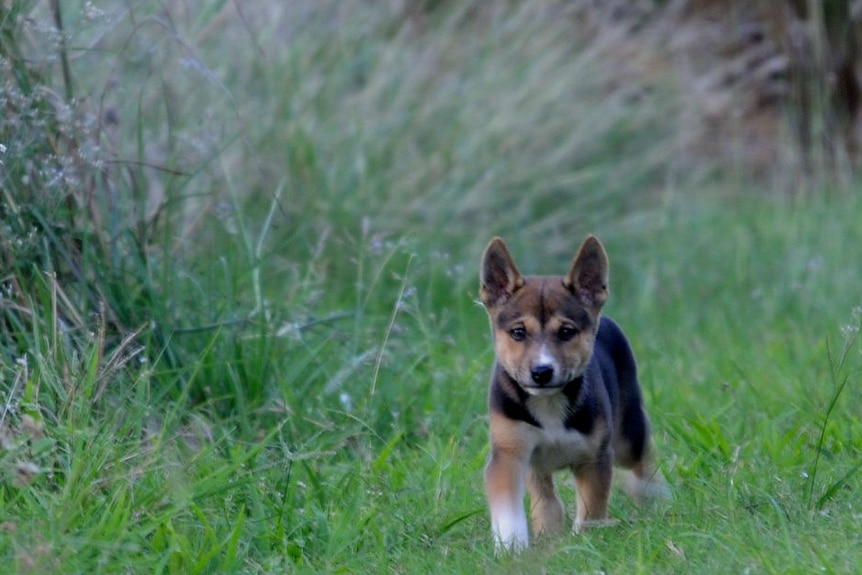 A dingo-cross pup walking on green grass next to a cane field.