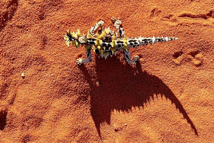 A thorny devil from a top view casts a large shadow on red sand.