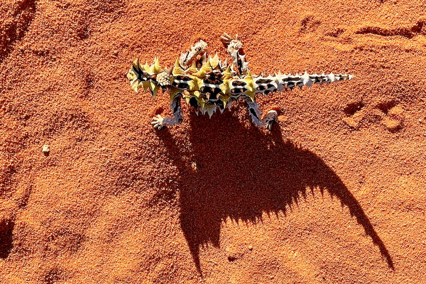 A thorny devil from a top view casts a large shadow on red sand.