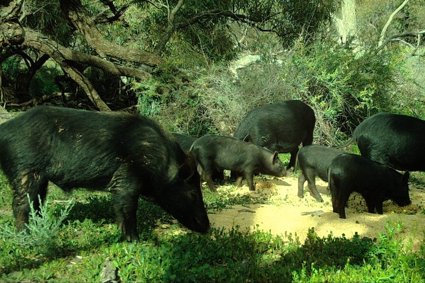 Dark-coloured feral pigs in swampland.