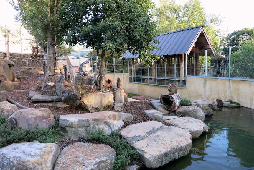 Japanese macaques in an enclosure.