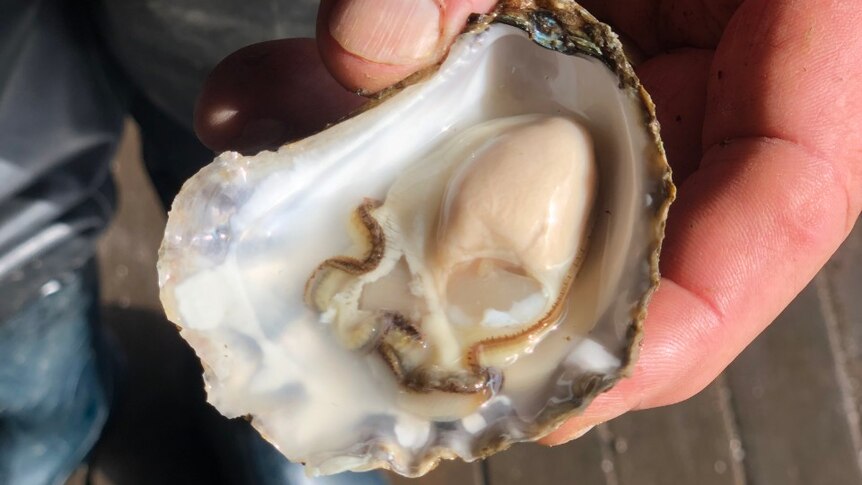 A man's hand holding a shell with an oyster in it.