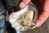A man's hand holding a shell with an oyster in it.
