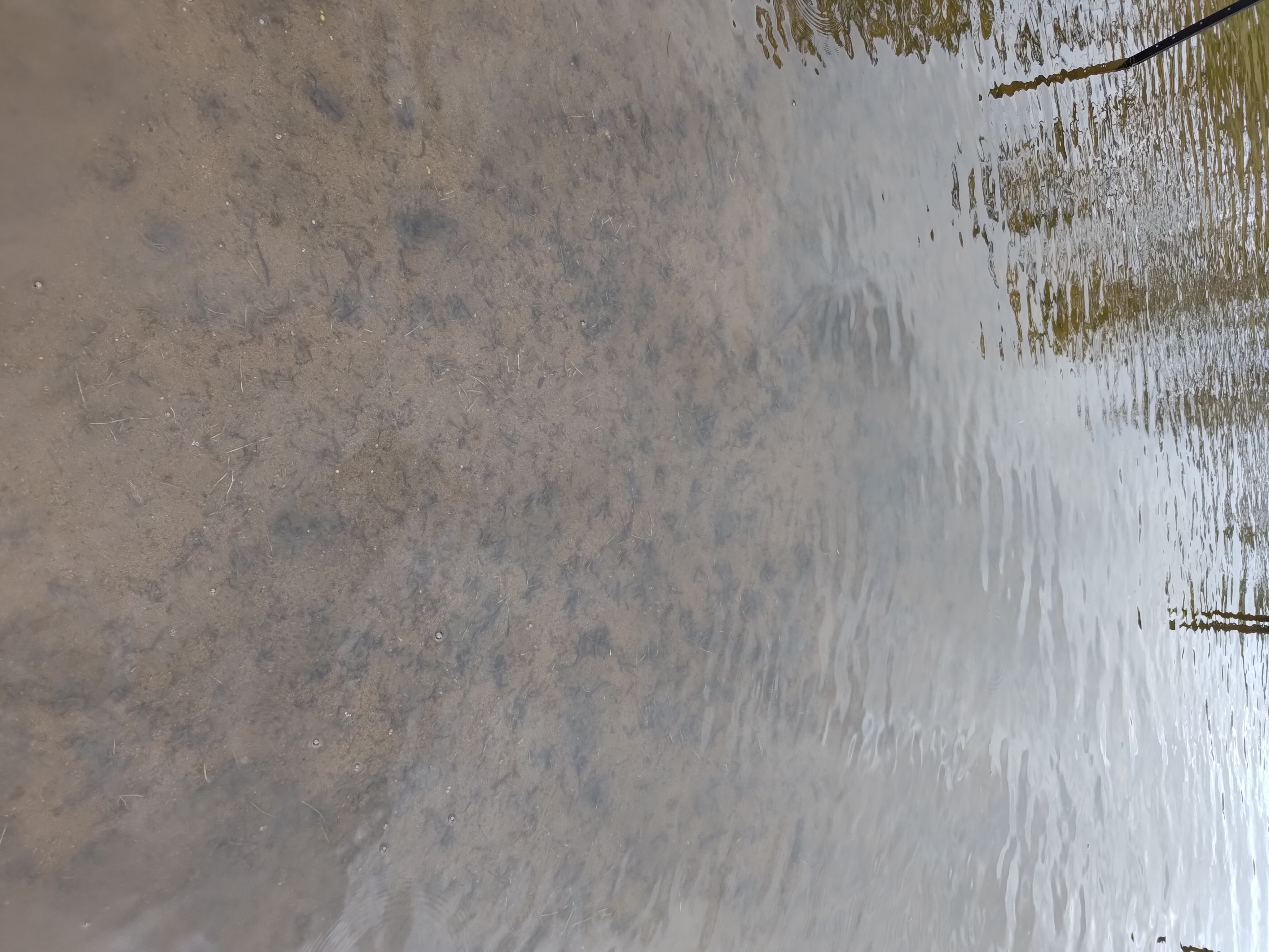 Muestra lo poco que queda después de que el pez pulmonado se come las plantas del recinto.