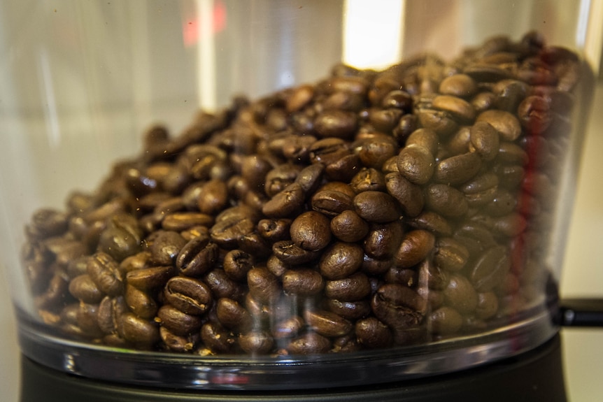 Coffee beans sit in a grinder.