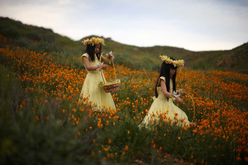 Julia Lu and Amy Liu walk among the wildflowers.