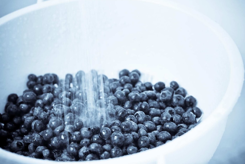 Blueberries in a white bowl being washed with water