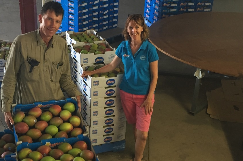 A couple stand in front of stacks of mango trays they have packed ready to send to market.
