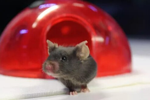 A small mouse sniffs as it emerges from a little red mouse house