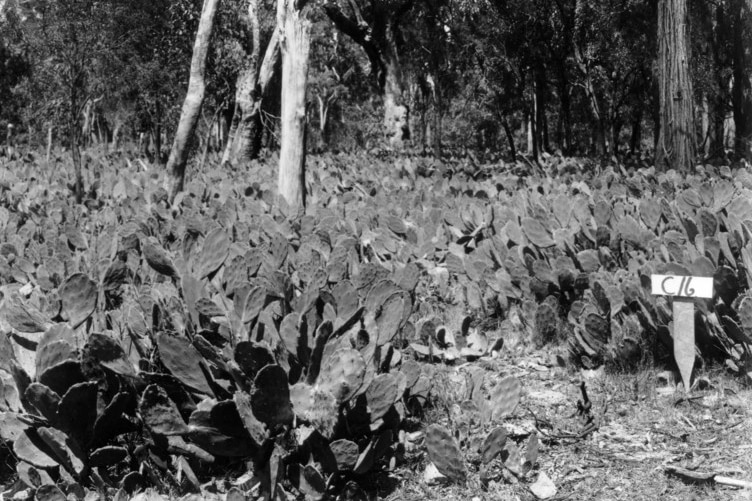 black and white photo of prickly pear infestation